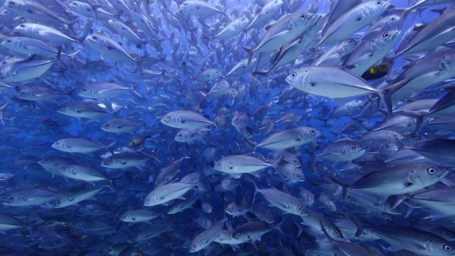 Underwater Zen - VERY RELAXING MUSIC & BEAUTIFUL UNDERWATER SCENES - Relax-TV 4K смотреть онлайн