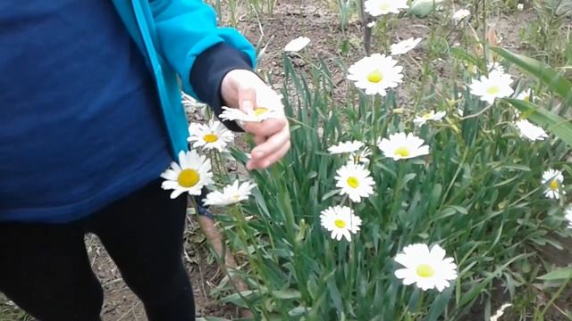 Дача 2018 06 12 смотреть онлайн