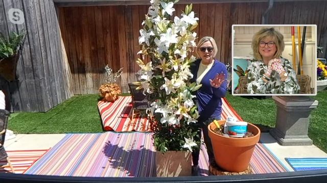 Barbara King 6-Piece Lily Pretty Woman Live Bulbs on QVC смотреть онлайн