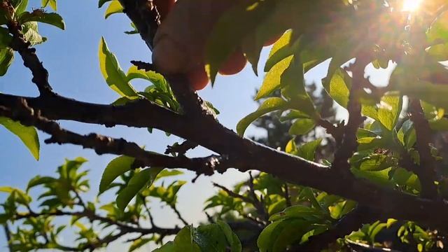 Мониллиоз и щитовка против препарата 30+.Почему плачет слива?.26.05.23.Сев.Каз..Ч.507. смотреть онлайн
