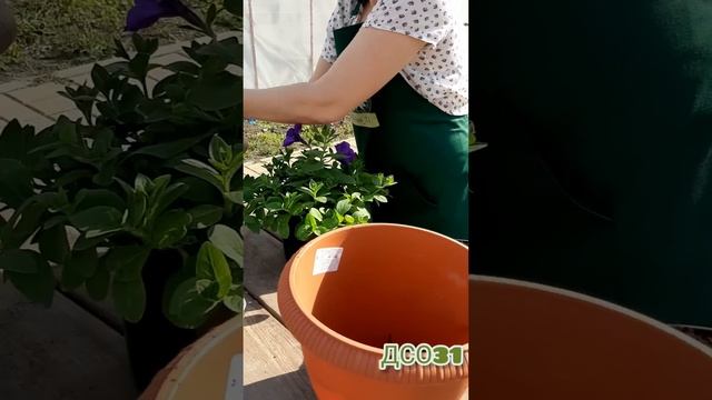 Ампельная петуния - вот такая у меня рассада. #рассада #петуния смотреть онлайн