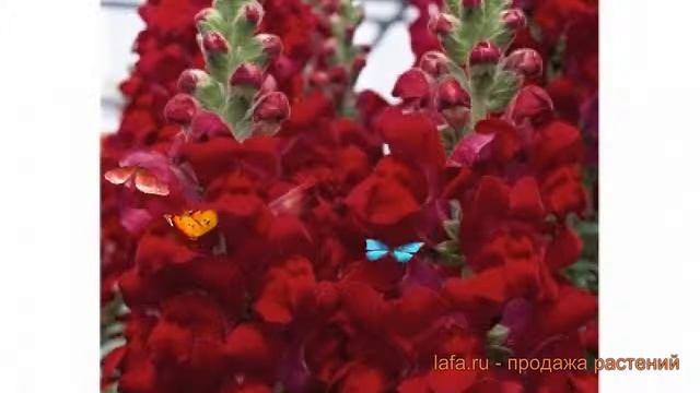 Львиный зев обыкновенный Бургунди Биколор ? обзор: как сажать, семена львиного зева Бургунди Биколо смотреть онлайн