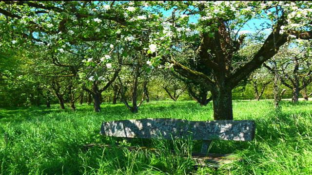 Jesus Christ the Apple Tree, by Elizabeth Poston смотреть онлайн