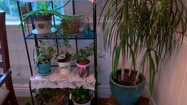 HOUSE PLANT ROOM Ideas and Tour 2020 🍀🌿 смотреть онлайн
