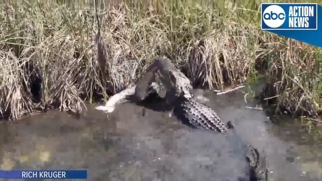 VIDEO: Gator eats python in Everglades National Park смотреть онлайн