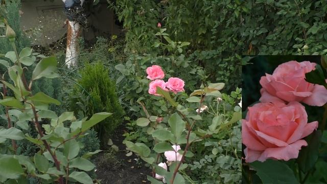 Сад роз, я в гостях у садовода любителя смотреть онлайн