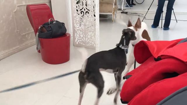 Pickup от Хасны. Поденко Ибиценко пытается соблазнить уиппета. смотреть онлайн