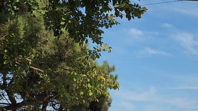 Ахмат Сила Аллаху Акбар video music New смотреть онлайн