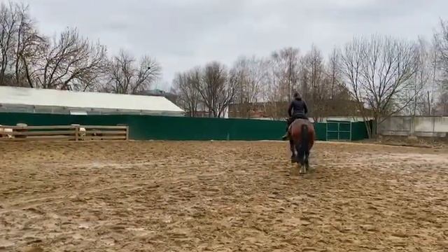 Восход - 2016 чистопородный владимирский тяжеловоз. ПРОДАЖА 350 000 р.! смотреть онлайн