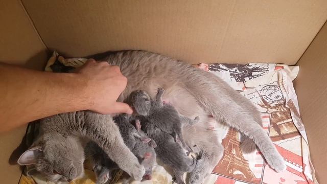 #101 А у нас сегодня кошка, родила вчера котят. А у вас? (#британские #кошки #happy #cats) смотреть онлайн