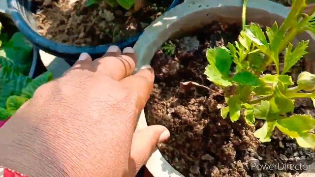 How to grow and care ranunculus flower plant best caring this winter. смотреть онлайн