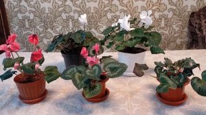 Цикламен. Особенности ухода. Мой опыт.