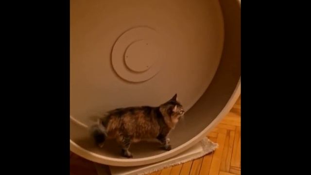 Кототрек беговая дорожка, беговое колесо для кошек. смотреть онлайн