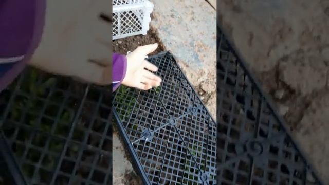 Как защитить цветы от детских ботинок? смотреть онлайн