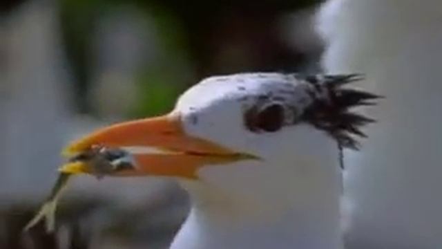 Ухаживание у птиц.mpg смотреть онлайн