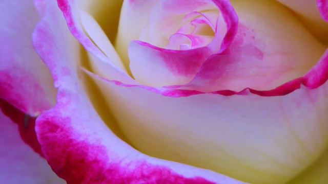 Tis the last Rose of Summer, Thomas Moore - Evelyne Bourton & Francesco De Poli смотреть онлайн