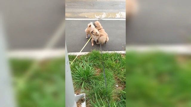 пекинес на прогулке смотреть онлайн