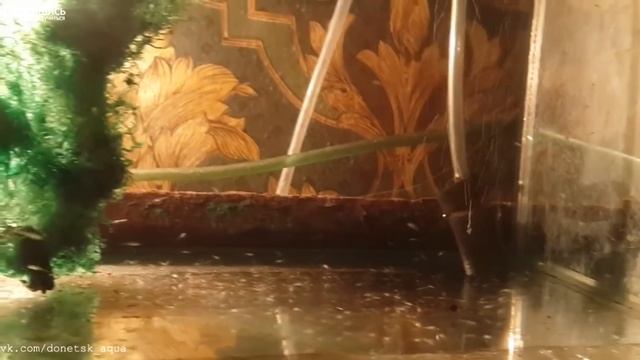 советы как разводить барбусов, Puntigrus tetrazona, Zierfische, How to breed, Ryby akwarystyczne смотреть онлайн