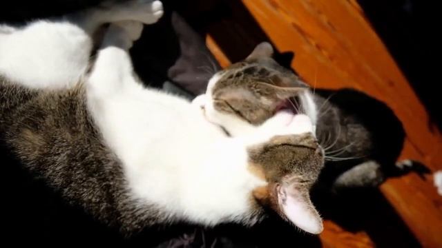 Kittens and beautiful relaxing music - to get rid of all evil, study, rest смотреть онлайн