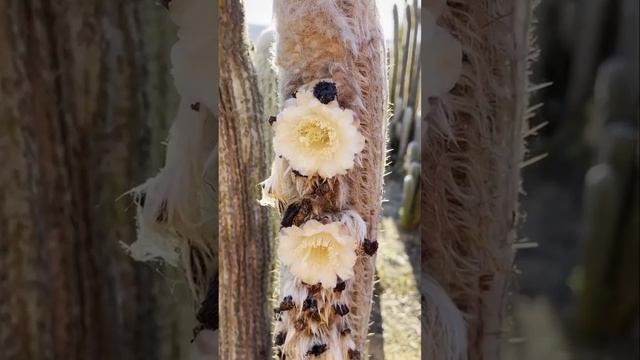 espostoa lanata flower, old man cactus flower - Espostoas flowering a couple of days ago смотреть онлайн