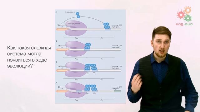 Регуляция работы генов. Регуляция транскрипции у прокариот. Часть 2 (без музыки) смотреть онлайн