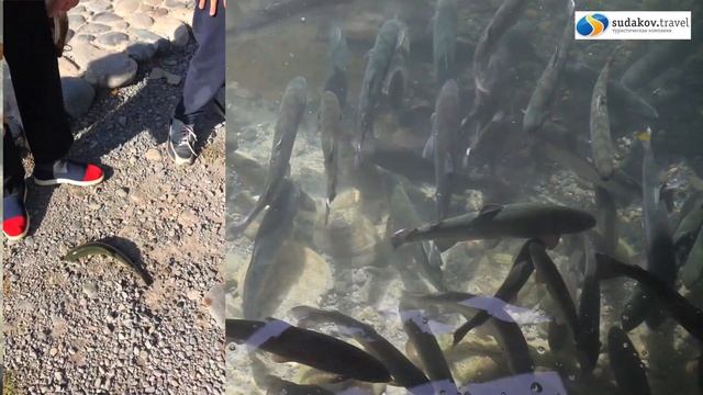 Домбай форель рыбалка Судаков Тревел смотреть онлайн