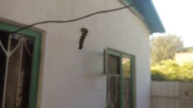 Жизнь гусеницы смотреть онлайн