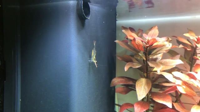Красноносая креветка (Caridina gracilirostris, Индийская креветка, Пиноккио). Трудяга! смотреть онлайн