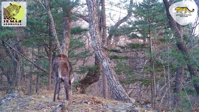 Саблезубый «олень» впервые попал на видео на «Земле леопарда» \ Musk deer смотреть онлайн