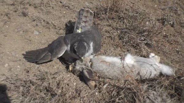 Hunting with a goshawk | Falconry