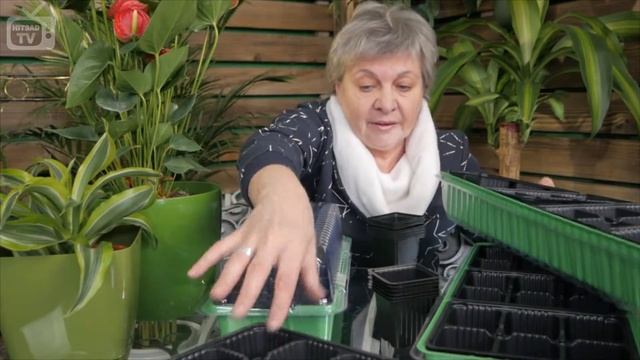 мини парник для рассады смотреть онлайн