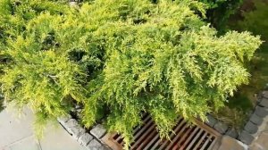 Наросты на можжевельнике. Ржавчина.  Лечим ствол.