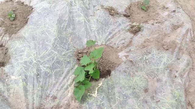 Высадили арбузы и дыни в открытый грунт. Томатная теплица. Батат в средней полосе России.14 мая 202 смотреть онлайн