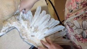 Ощип гуся пароочистителем Керхер