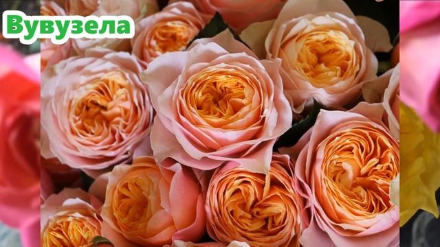 День рождения канала. Заказ роз из Садов Урала. Срезочные пионовидные остинки и др. смотреть онлайн