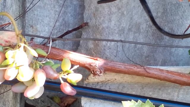 Виноград Памяті Негруля "а я надеялся и верил"Висока Піч Житомирщина як є смотреть онлайн