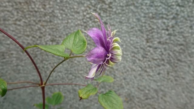 鐵線蓮．大河 Clematis 'Taiga' смотреть онлайн