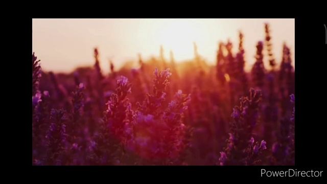 Гордость и гордыня