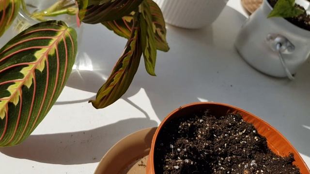 Комнатные растения┊Секреты простого ухода смотреть онлайн