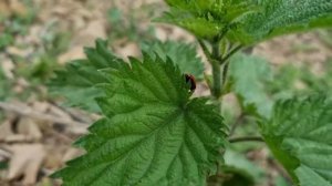 БАБУШКА ПРИГОТОВИЛА МАСЛЯНИСТЫЙ МЕД Азербайджанская Кухня Деревенская Кухня  Рецепты