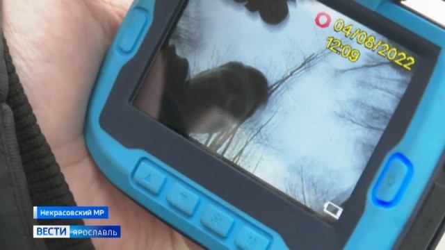 Один из районов Ярославской области захлестнула рыбная лихорадка смотреть онлайн