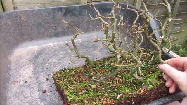 Hornbeam Raft Style Bonsai Update Mar 2019 Carpinus Betulus смотреть онлайн