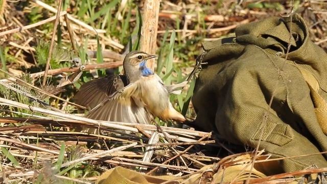 Птицы. Варакушка и манок смотреть онлайн