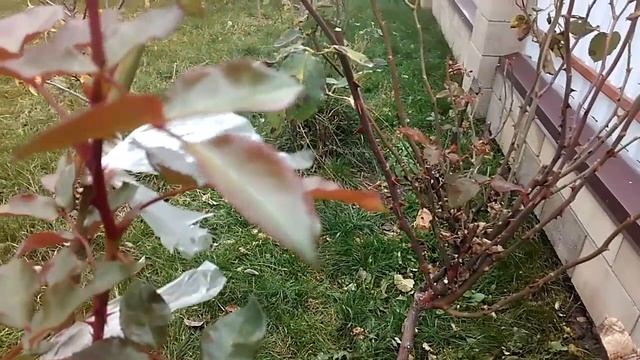 Как и когда обрезать штамбовые розы. смотреть онлайн