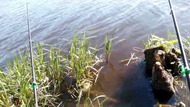 Принципы работы сигнализатора поклевки, на рыбалке.