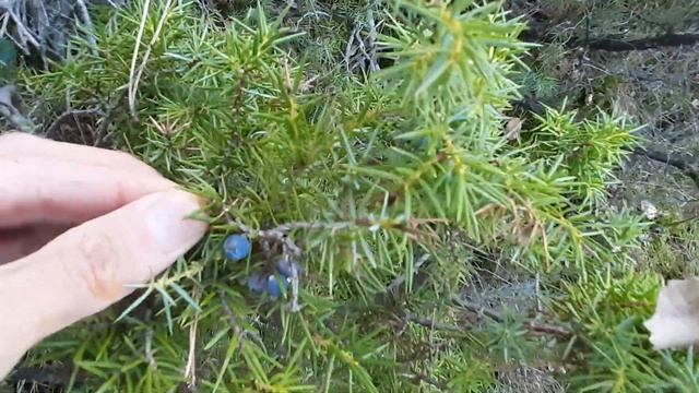 Setas y plantas medicinales en la serrania de Cuenca el niscalo, rovellon, lactarius, boletus... смотреть онлайн