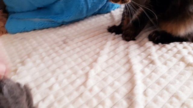 Не любим мы вычёсываться. Мейн кун Сева. смотреть онлайн