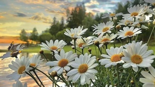 Расслабьтесь и Отдохните под Успокаивающие Звуки Природы, Пение птиц , Лес смотреть онлайн