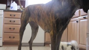 FUNNY VIDEO - LITTLE DOG HUMPING BIG DOG