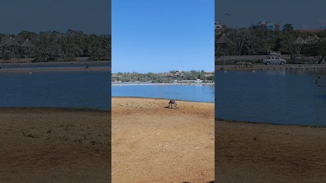 обеденный перерыв у жирафов в сафари парке Бангкока смотреть онлайн